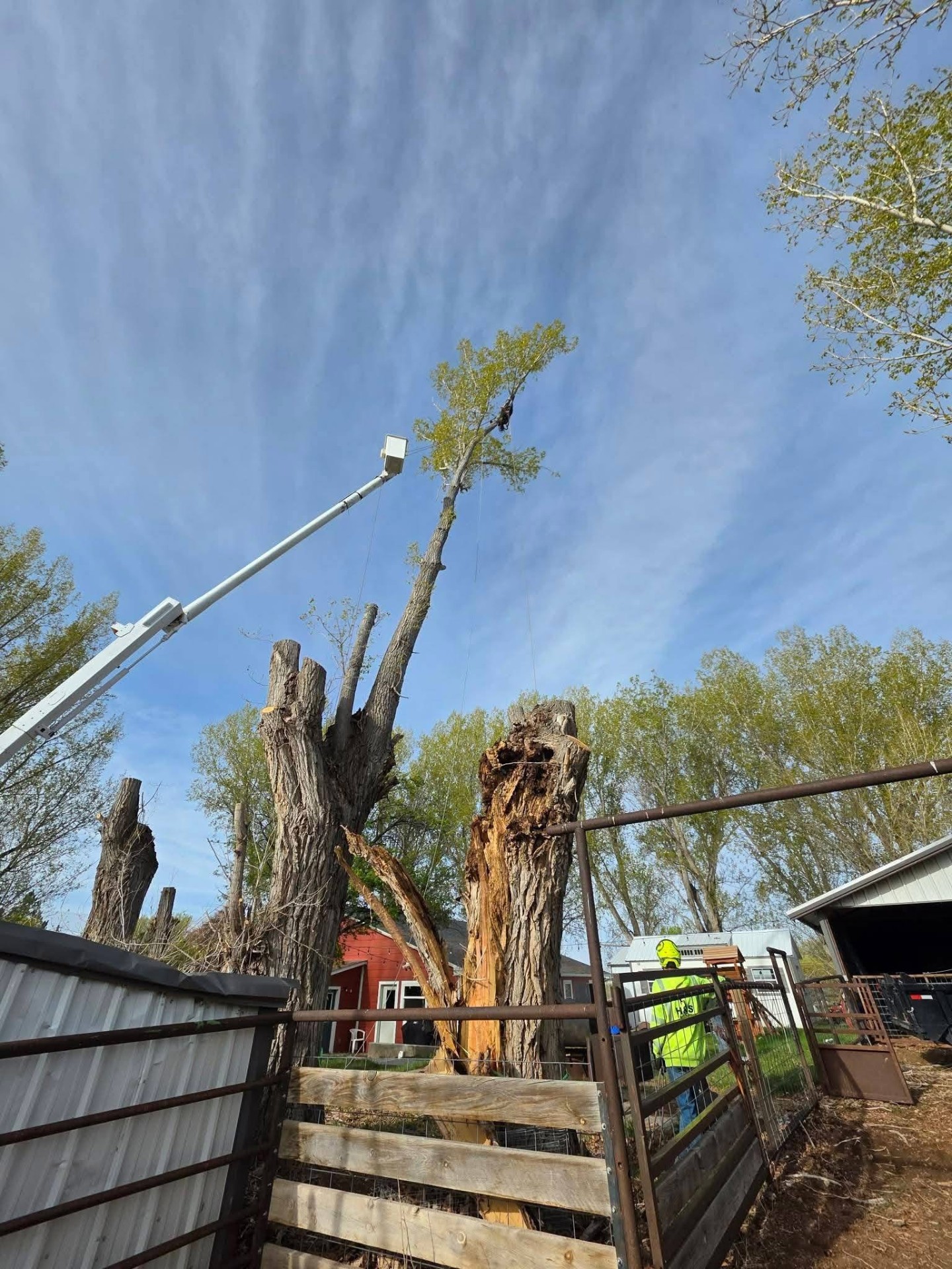 Tree Removal
